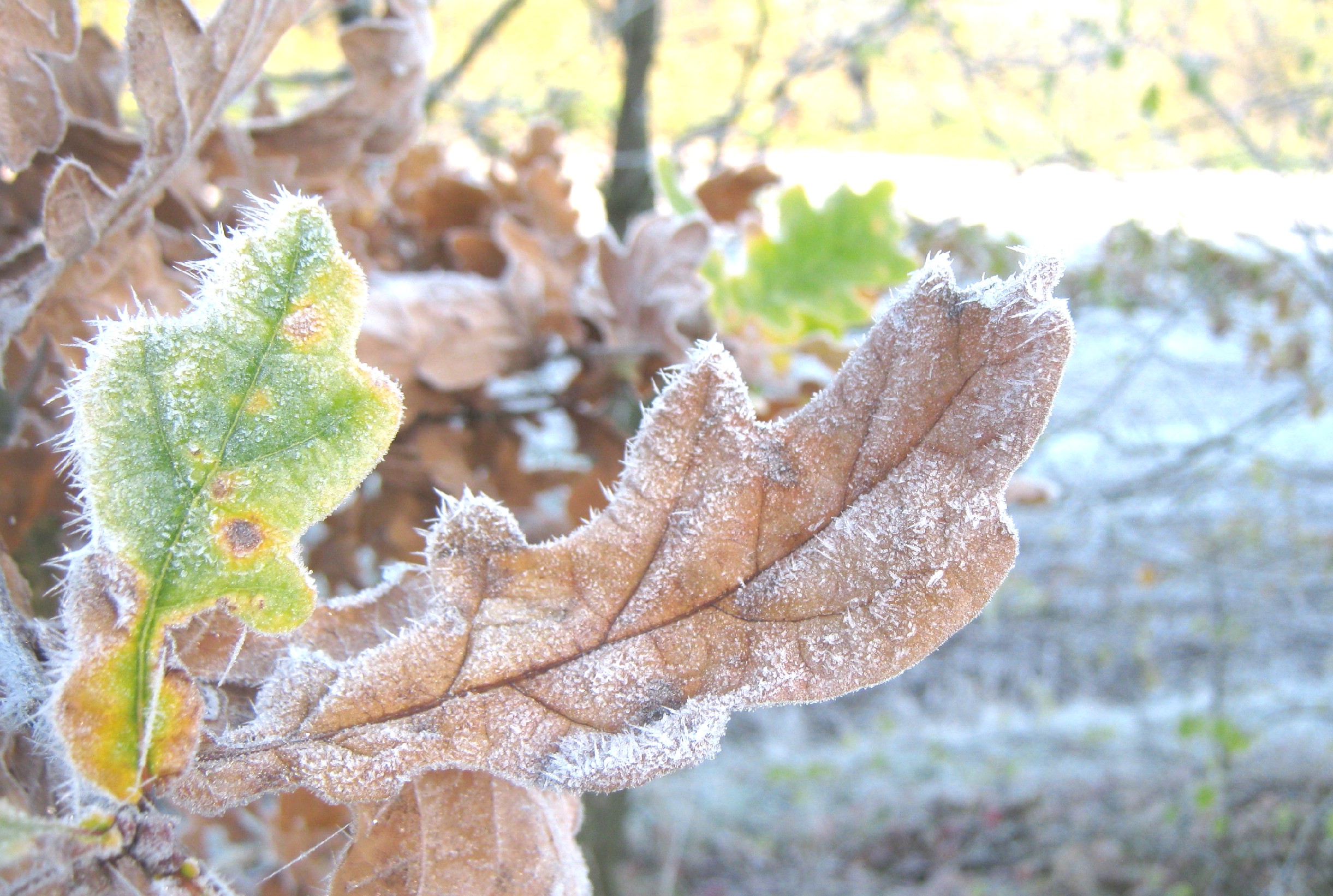 Raureif_Blätter