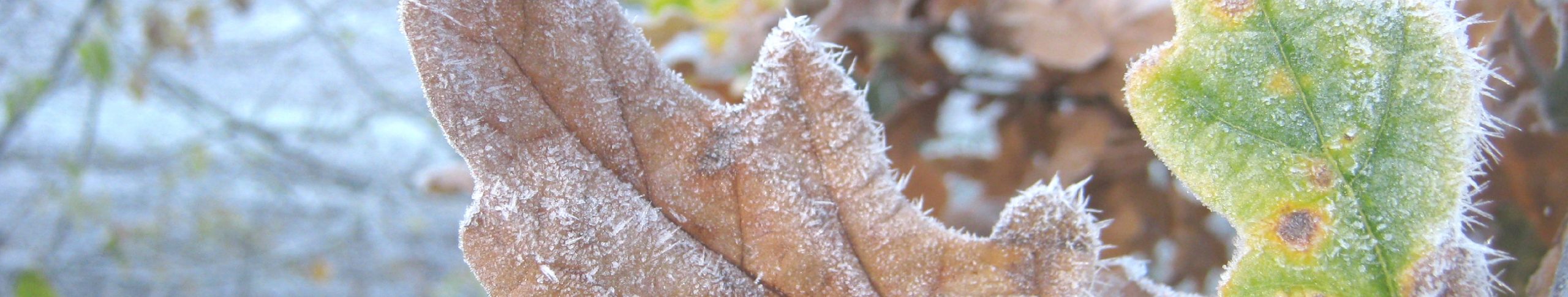 Willkommen im Aschengarten